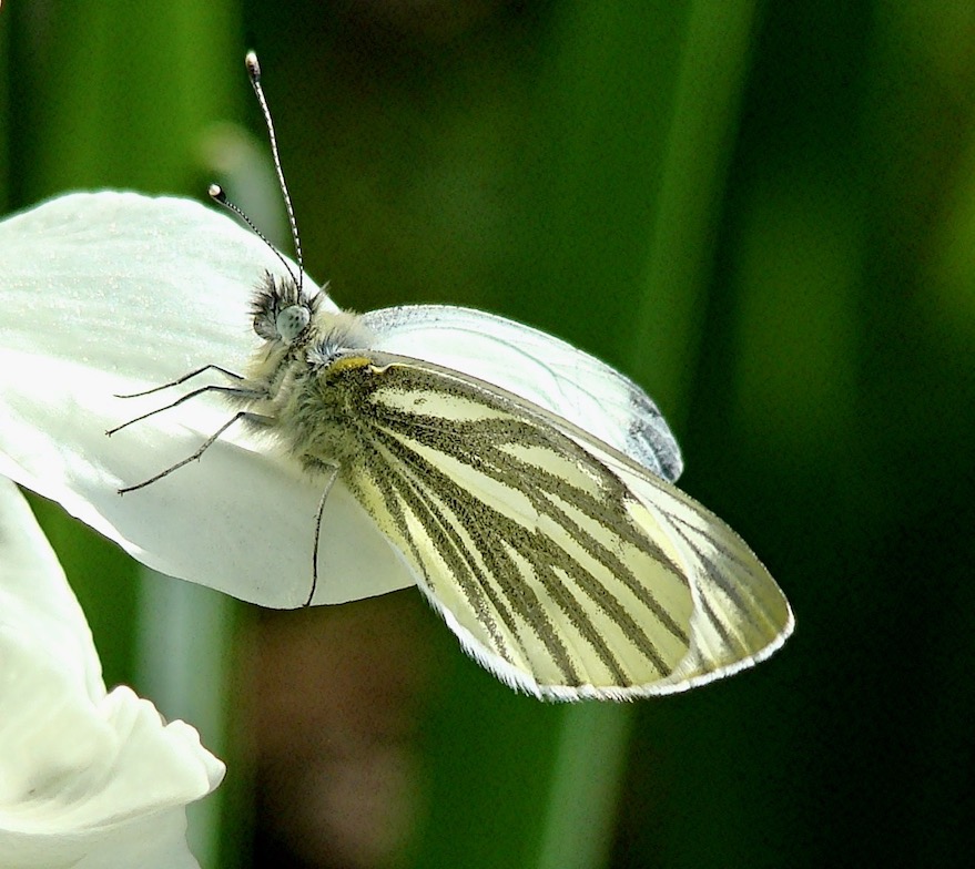 green-veined white